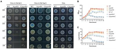 The two-component system CpxAR is required for the high potassium stress survival of Actinobacillus pleuropneumoniae